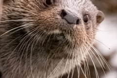 Peekaboo