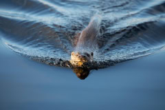 Bringing Home Fish For Her Cub