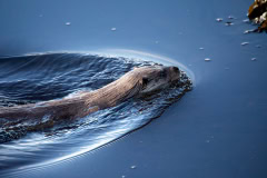 Making Ripples