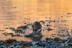 Always Look Left & Right Before Crossing The Loch
