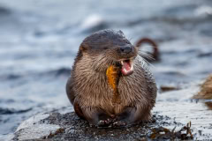 A Particularly Tasty Treat