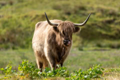 Highland Cow