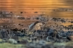 On Golden Pond